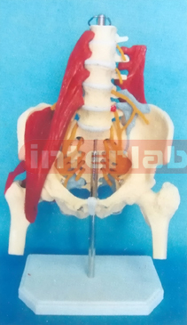 LUMBAR SPINE WITH MUSCLES